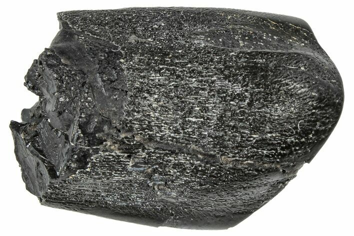 Feeding Worn Camarasaurus Tooth - Bone Cabin Quarry, Wyoming #306619